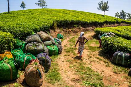 Cargando todo el té recogido, Munnar Cargando todo el té recogido, Munnar
