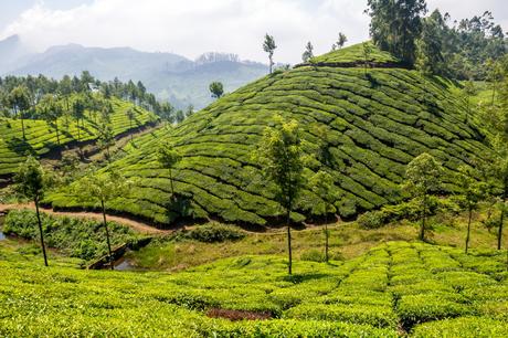 Ondulados campos de té, Munnar Ondulados campos de té, Munnar