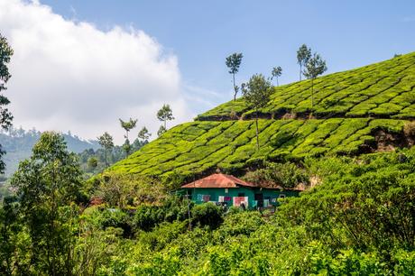 Alrededores de Munnar Alrededores de Munnar