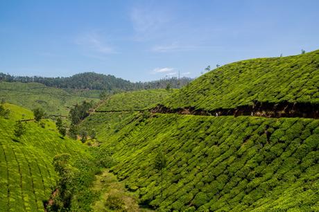 Interminables campos de té, Munnar Interminables campos de té, Munnar