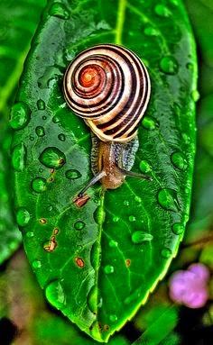 Babas de Caracol Mentiras y Verdades