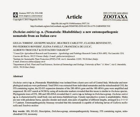 Nuevas especies descubiertas en cuevas de Serbia e Italia Nuevas especies descubiertas en cuevas de Serbia e Italia