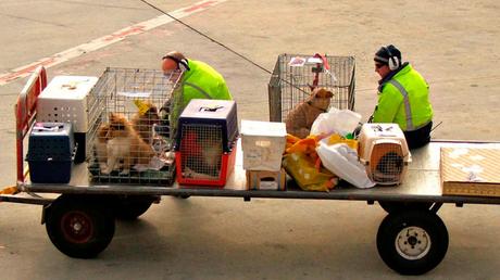 perros en el aeropuerto