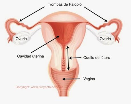 Síntomas del cáncer de cuello uterino