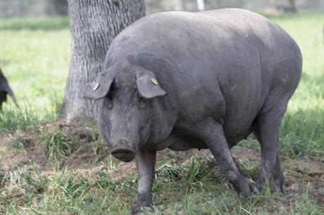 Cerdo ibérico de bellota de Las Hazas