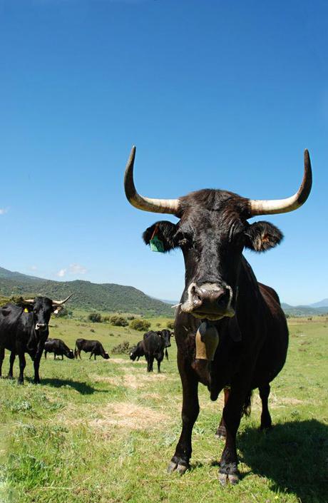 Carne de vaca alimentada con pasto Carne de vaca alimentada con pasto