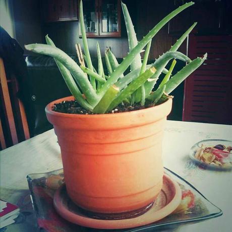 PLANTA DE ALOE VERA.