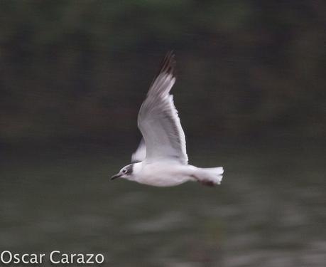 LEUCOPHAEUS PIPXCAN Y LA LAGUNA DE AGUA DULCE DE PLAIUNDI