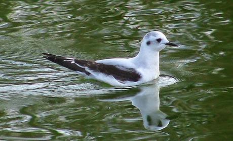 LEUCOPHAEUS PIPXCAN Y LA LAGUNA DE AGUA DULCE DE PLAIUNDI