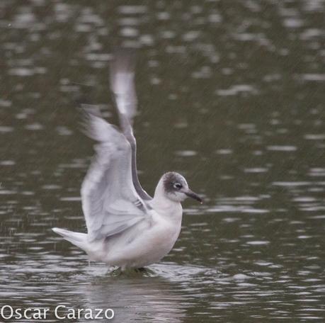 LEUCOPHAEUS PIPXCAN Y LA LAGUNA DE AGUA DULCE DE PLAIUNDI