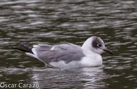 LEUCOPHAEUS PIPXCAN Y LA LAGUNA DE AGUA DULCE DE PLAIUNDI