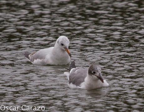 LEUCOPHAEUS PIPXCAN Y LA LAGUNA DE AGUA DULCE DE PLAIUNDI