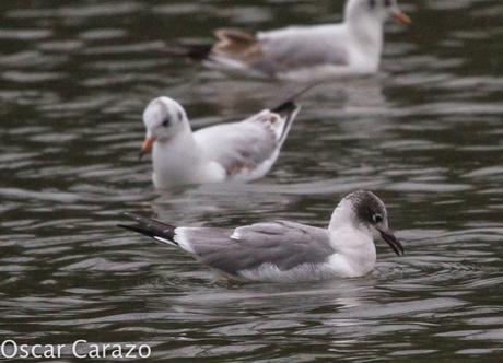 LEUCOPHAEUS PIPXCAN Y LA LAGUNA DE AGUA DULCE DE PLAIUNDI