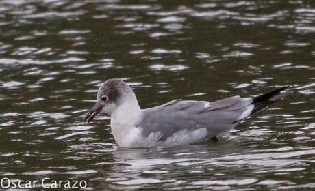 LEUCOPHAEUS PIPXCAN Y LA LAGUNA DE AGUA DULCE DE PLAIUNDI