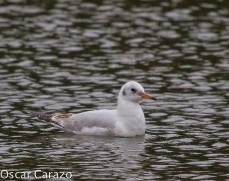 LEUCOPHAEUS PIPXCAN Y LA LAGUNA DE AGUA DULCE DE PLAIUNDI