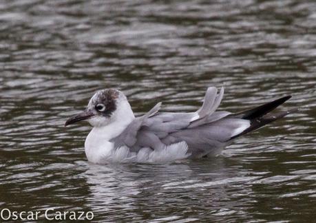 LEUCOPHAEUS PIPXCAN Y LA LAGUNA DE AGUA DULCE DE PLAIUNDI