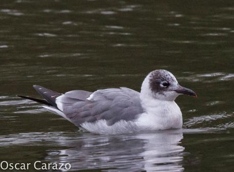 LEUCOPHAEUS PIPXCAN Y LA LAGUNA DE AGUA DULCE DE PLAIUNDI