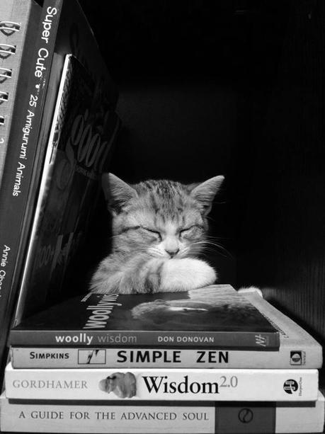 Se necesitan Beta Lectores para nueva novela. .:Zen Cat:.