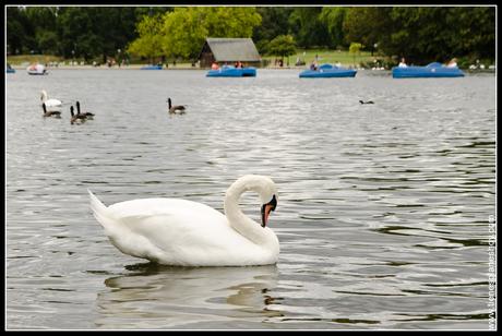 Hyde Park Londres (London) Inglaterra Hyde Park Londres (London) Inglaterra