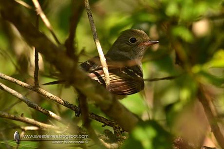 Fiofío pico corto (Small-billed Elaenia) Elaenia parvirostris