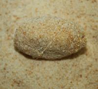 Croquetas de mi suegra Croquetas de mi suegra