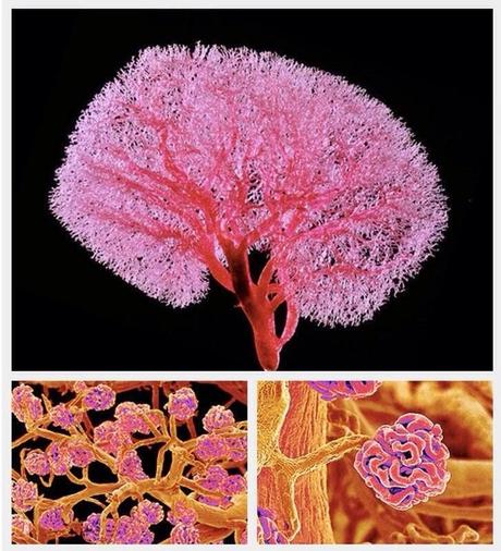 Espectaculares imágenes de la vascularización renal