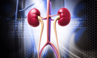 Obesidad y Cáncer de Riñón Obesidad y Cáncer de Riñón