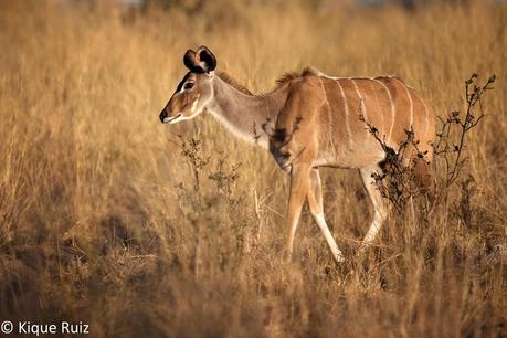 Gran kudu, el majestuoso