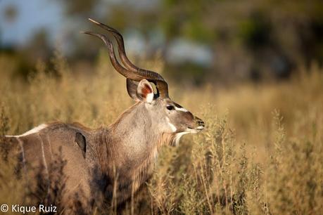 Gran kudu, el majestuoso