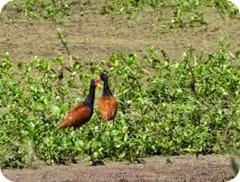 Reserva Natural Formosa, los contrastes naturales sorprenden por su belleza y justifican su nombre. Reserva Natural Formosa, los contrastes naturales sorprenden por su belleza y justifican su nombre.