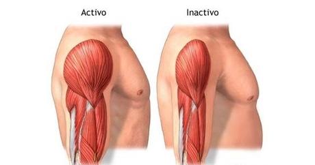 Desentrenamiento: ¡No pierdas tu enfoque! atrofia_muscular