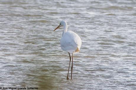 POR EL DELTA DEL EBRO Y LA COSTA DE TARRAGONA PARTE 1ª POR EL DELTA DEL EBRO Y LA COSTA DE TARRAGONA PARTE 1ª