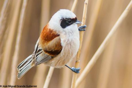 POR EL DELTA DEL EBRO Y LA COSTA DE TARRAGONA PARTE 1ª POR EL DELTA DEL EBRO Y LA COSTA DE TARRAGONA PARTE 1ª
