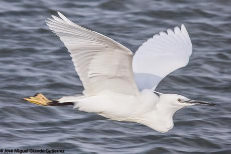 POR EL DELTA DEL EBRO Y LA COSTA DE TARRAGONA PARTE 1ª POR EL DELTA DEL EBRO Y LA COSTA DE TARRAGONA PARTE 1ª