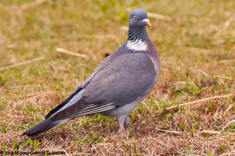 POR EL DELTA DEL EBRO Y LA COSTA DE TARRAGONA PARTE 1ª POR EL DELTA DEL EBRO Y LA COSTA DE TARRAGONA PARTE 1ª