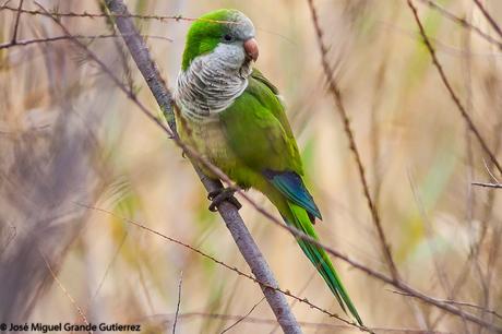 POR EL DELTA DEL EBRO Y LA COSTA DE TARRAGONA PARTE 1ª POR EL DELTA DEL EBRO Y LA COSTA DE TARRAGONA PARTE 1ª