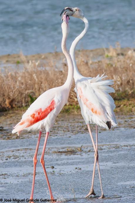 POR EL DELTA DEL EBRO Y LA COSTA DE TARRAGONA PARTE 1ª POR EL DELTA DEL EBRO Y LA COSTA DE TARRAGONA PARTE 1ª