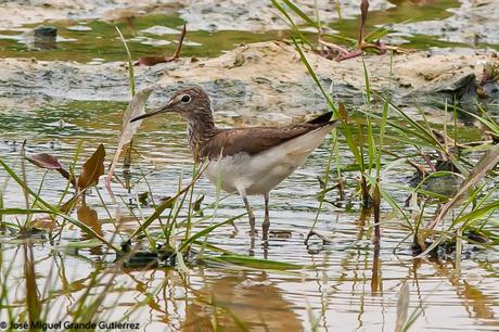 POR EL DELTA DEL EBRO Y LA COSTA DE TARRAGONA PARTE 1ª POR EL DELTA DEL EBRO Y LA COSTA DE TARRAGONA PARTE 1ª