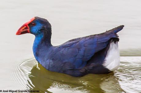 POR EL DELTA DEL EBRO Y LA COSTA DE TARRAGONA PARTE 1ª POR EL DELTA DEL EBRO Y LA COSTA DE TARRAGONA PARTE 1ª
