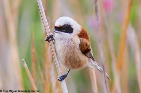POR EL DELTA DEL EBRO Y LA COSTA DE TARRAGONA PARTE 1ª POR EL DELTA DEL EBRO Y LA COSTA DE TARRAGONA PARTE 1ª