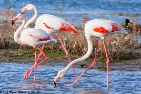 POR EL DELTA DEL EBRO Y LA COSTA DE TARRAGONA PARTE 1ª POR EL DELTA DEL EBRO Y LA COSTA DE TARRAGONA PARTE 1ª