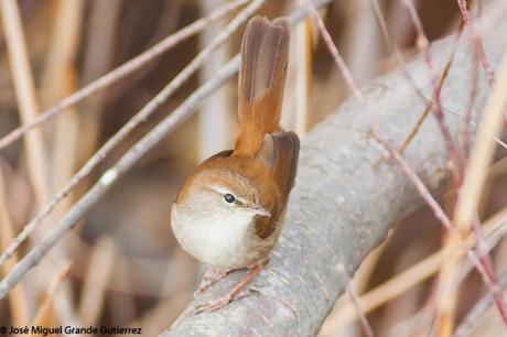 POR EL DELTA DEL EBRO Y LA COSTA DE TARRAGONA PARTE 1ª POR EL DELTA DEL EBRO Y LA COSTA DE TARRAGONA PARTE 1ª