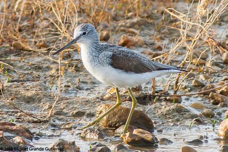 POR EL DELTA DEL EBRO Y LA COSTA DE TARRAGONA PARTE 1ª POR EL DELTA DEL EBRO Y LA COSTA DE TARRAGONA PARTE 1ª