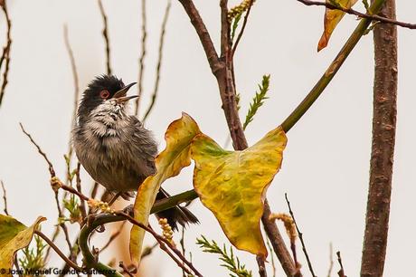 POR EL DELTA DEL EBRO Y LA COSTA DE TARRAGONA PARTE 1ª POR EL DELTA DEL EBRO Y LA COSTA DE TARRAGONA PARTE 1ª
