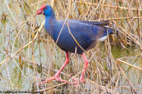 POR EL DELTA DEL EBRO Y LA COSTA DE TARRAGONA PARTE 1ª POR EL DELTA DEL EBRO Y LA COSTA DE TARRAGONA PARTE 1ª