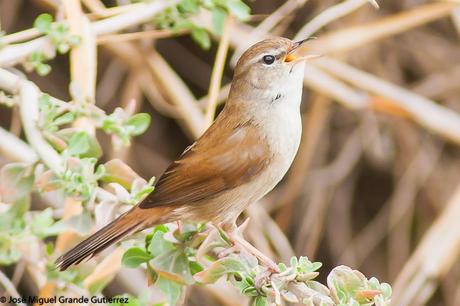 POR EL DELTA DEL EBRO Y LA COSTA DE TARRAGONA PARTE 1ª POR EL DELTA DEL EBRO Y LA COSTA DE TARRAGONA PARTE 1ª