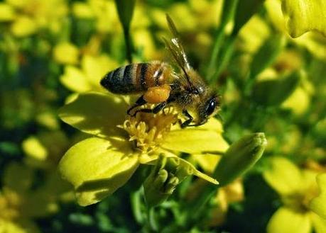 ABEJA OBRERA: COMPORTAMIENTO Y HÁBITOS - WORKING BEE: PERFORMANCE AND HABITS (Span and Eng).