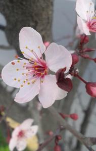 Si fuera… Si fuera…