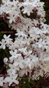 Si fuera… Si fuera…