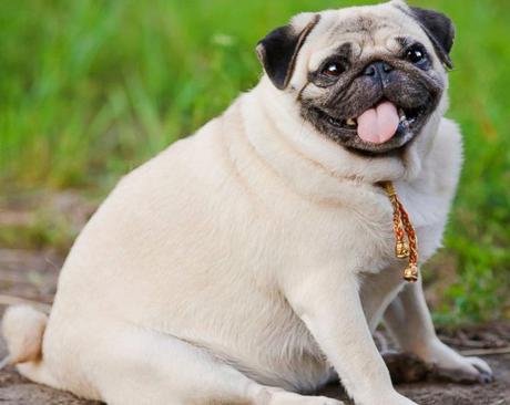 Alimentos frescos, perros sanos perro obeso
